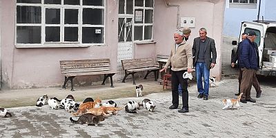 Sokak Kedilerini Satın Aldığı Balıklarla Besliyor
