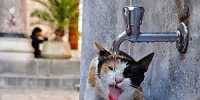 “Sokaktaki Canların Bizlere Çok İhtiyacı Var”