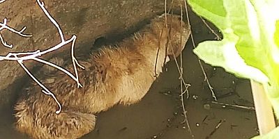 Su Kuyusuna Düşen Köpeği İtfaiyeciler Kurtardı