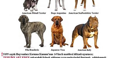 Tehlike Arz Eden Köpek Irkı Sahipleri İçin Son Tarih 14 Ocak!