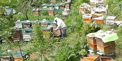 Toplu Arı Ölümleri Arıcıları Düşündürüyor