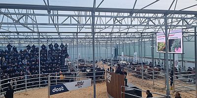 Trakya’nın İlk Mezatı Evreşe’de Gerçekleştirildi