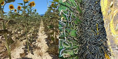 'Trakya ve Çanakkale Afet Bölgesi İlan Edilmeli'