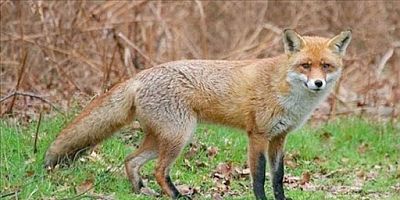 Yabani Hayvanlar İçin Kuduz Aşısı Yemi Atılacak