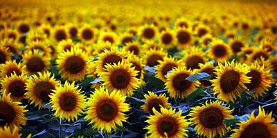 Yerli Milli Ayçiçeği Projesi Başvuruları Sürüyor