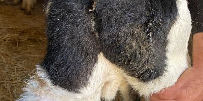 Yülüce’de Sığırlarda Nadir Görülen Hastalık!