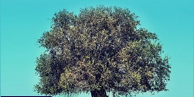 “Zeytinlikler Madenler İçin Yok Edilemez!”