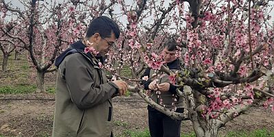 Zirai Don Zararı Tespit Çalışmaları Başladı
