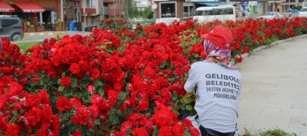 7 Bin 750 Adet Gül Dikildi