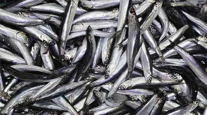Çanakkale Boğazı’nda Hamsi Avcılığı Yasaklandı