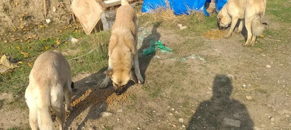 Dost Patiler Derneği’nden Mama ve Su Çağrısı