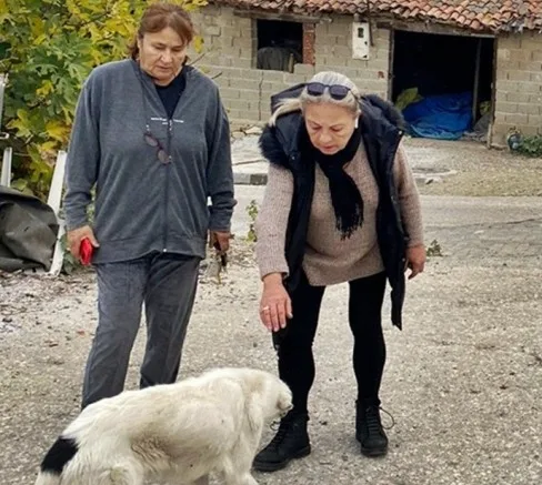 Dost Patilerden Köpek Zehirlenmelerine Tepki