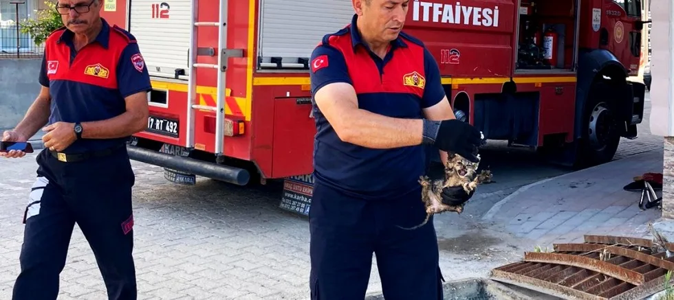 Gelibolu İtfaiyesi  mazgala düşen yavru kediyi kurtardı