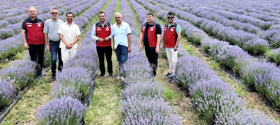 İl Tarım Müdürü Demirhan Lavanta Bahçelerini İnceledi