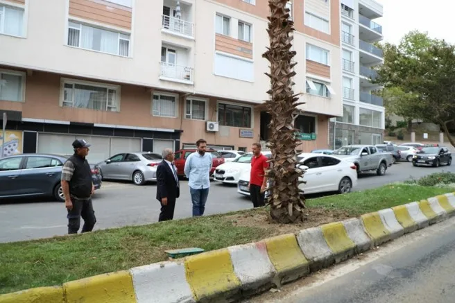 İlaçlama Yapıldı, Yeni Palmiyeler Dikildi