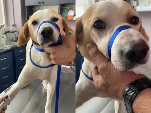 Kanserli Sokak Köpeğinin Yardımına Hayvanseverler Koştu