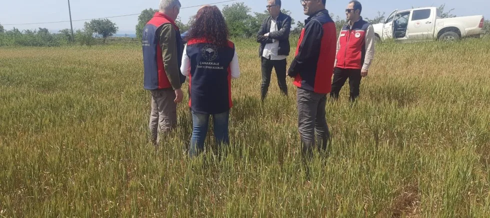 Kuraklık Alarmı: Gelibolu’da Tarımsal Üretim Tehlikede