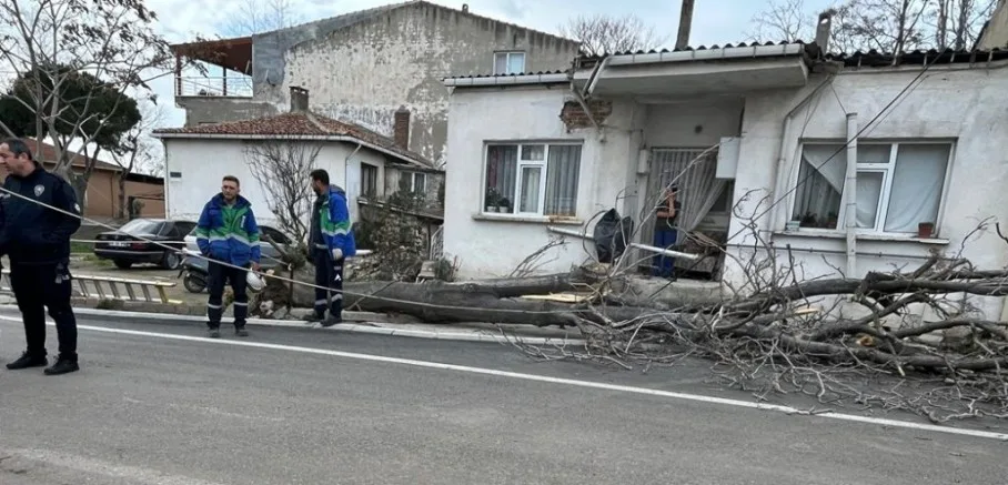 Şiddetli Fırtına Ağacı Devirdi
