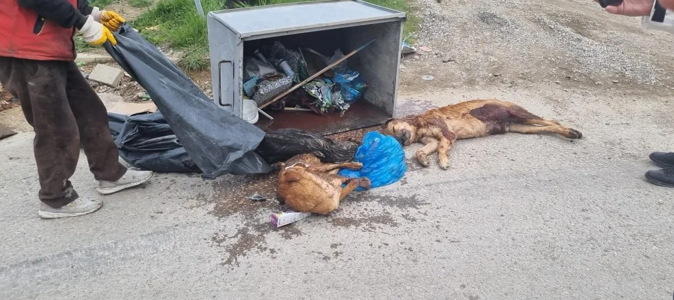 Sokak Canlarının Çöpe Atılması İnfial Yarattı