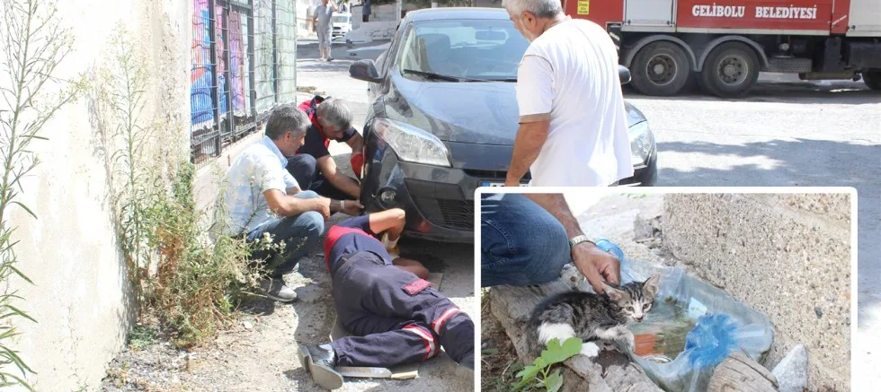 YAVRU KEDi  YARIM SAATTE KURTARILDI