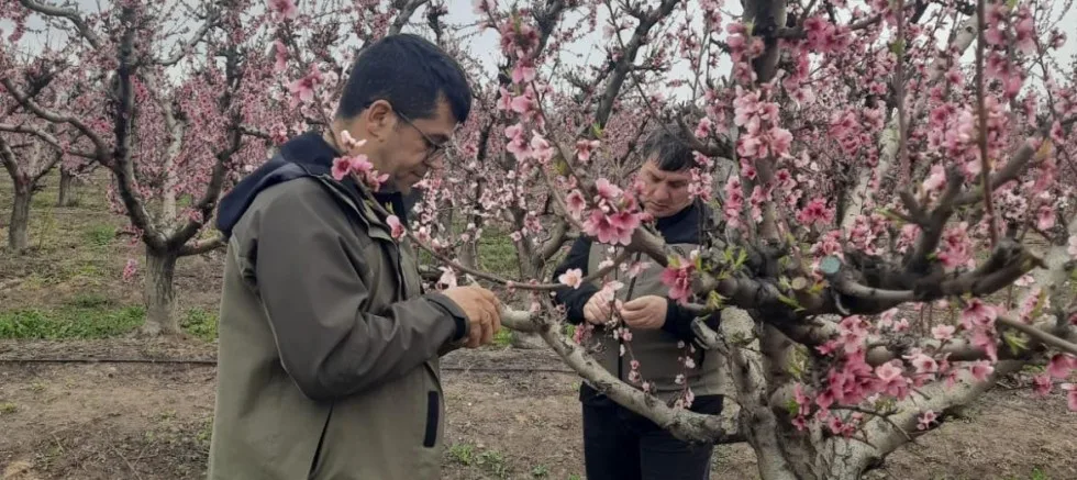 Zirai Don Zararı Tespit Çalışmaları Başladı